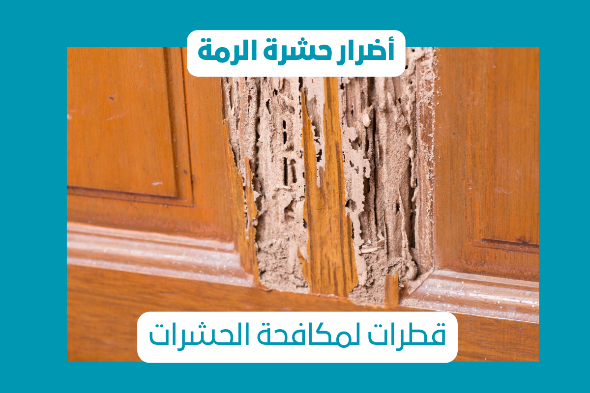 اضرار حشرة الرمة بعجمان