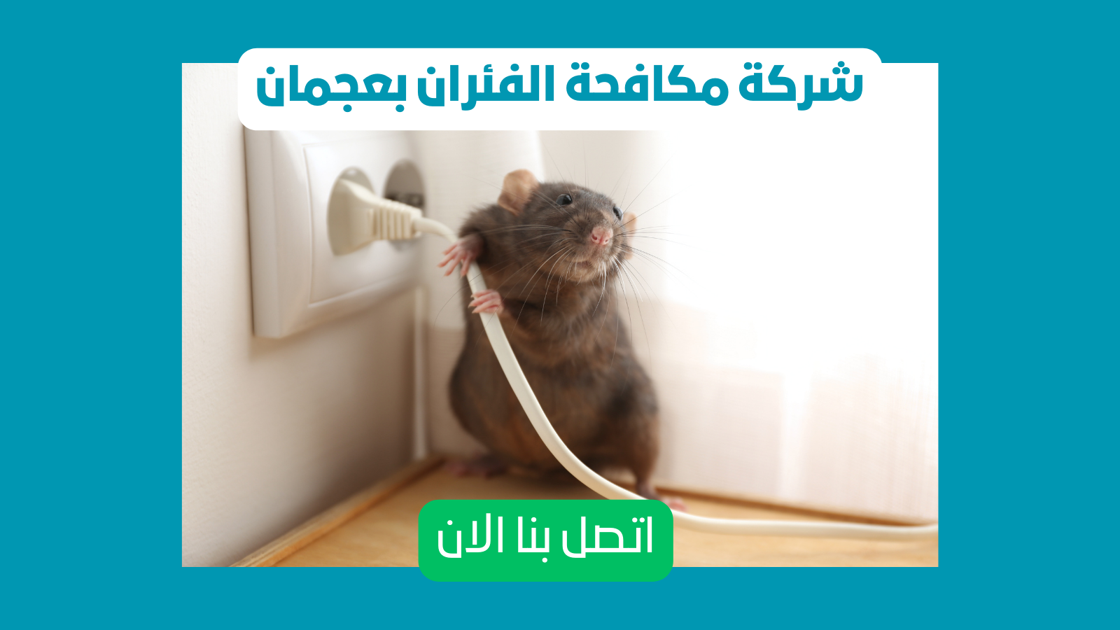شركة مكافحة الفئران بعجمان