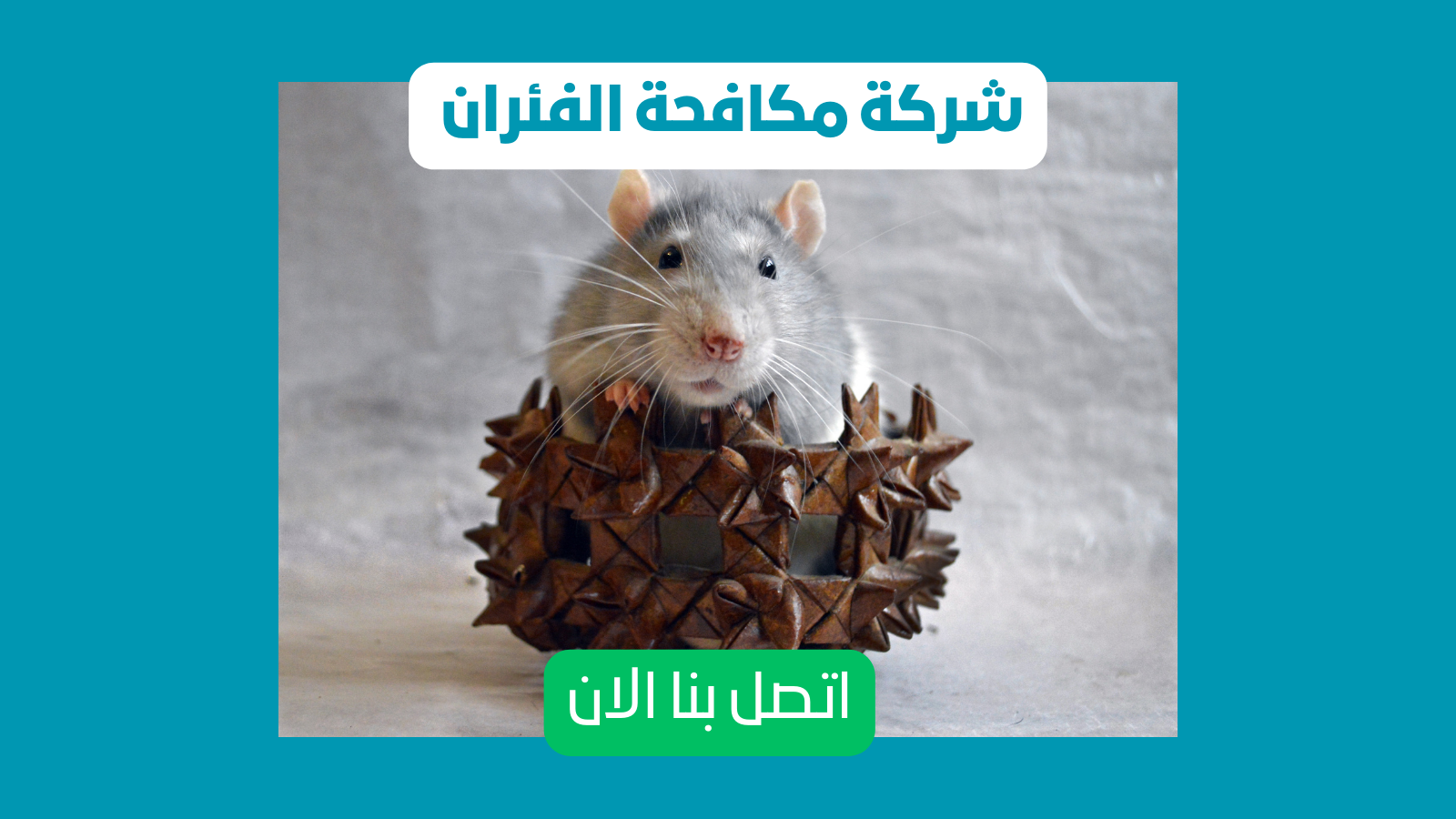 مكافحة فئران بالرياض