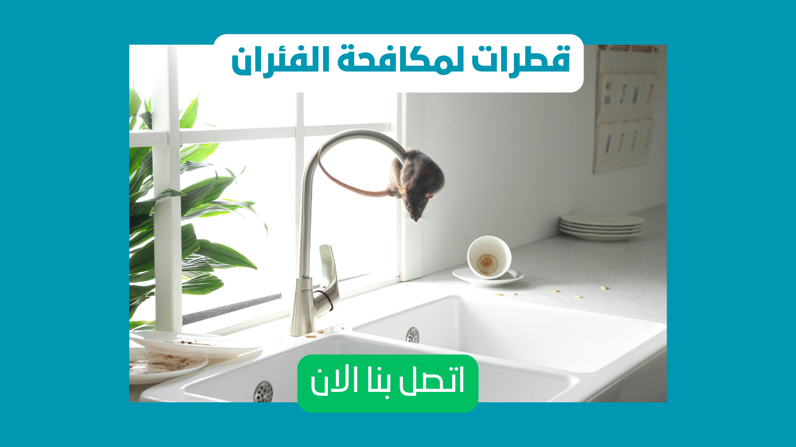اتصل الان لمكافحة الحشرات بعجمان