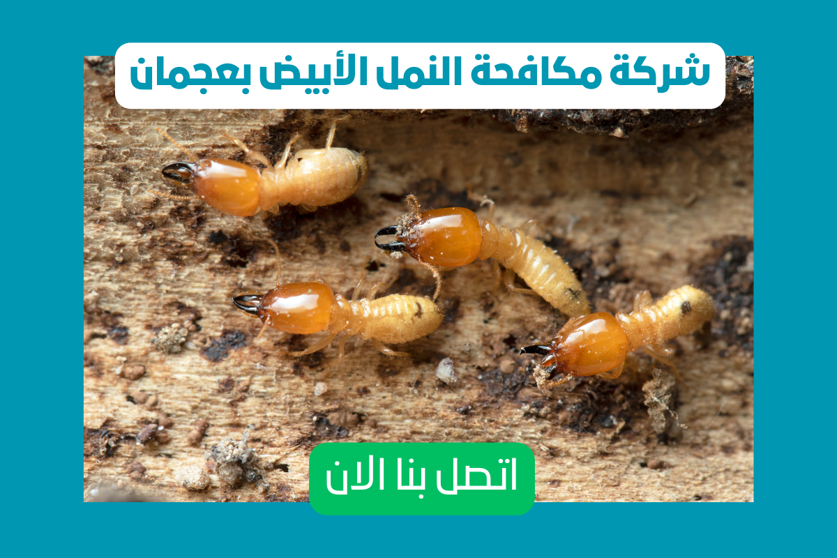 شركة مكافحة النمل الأبيض بعجمان