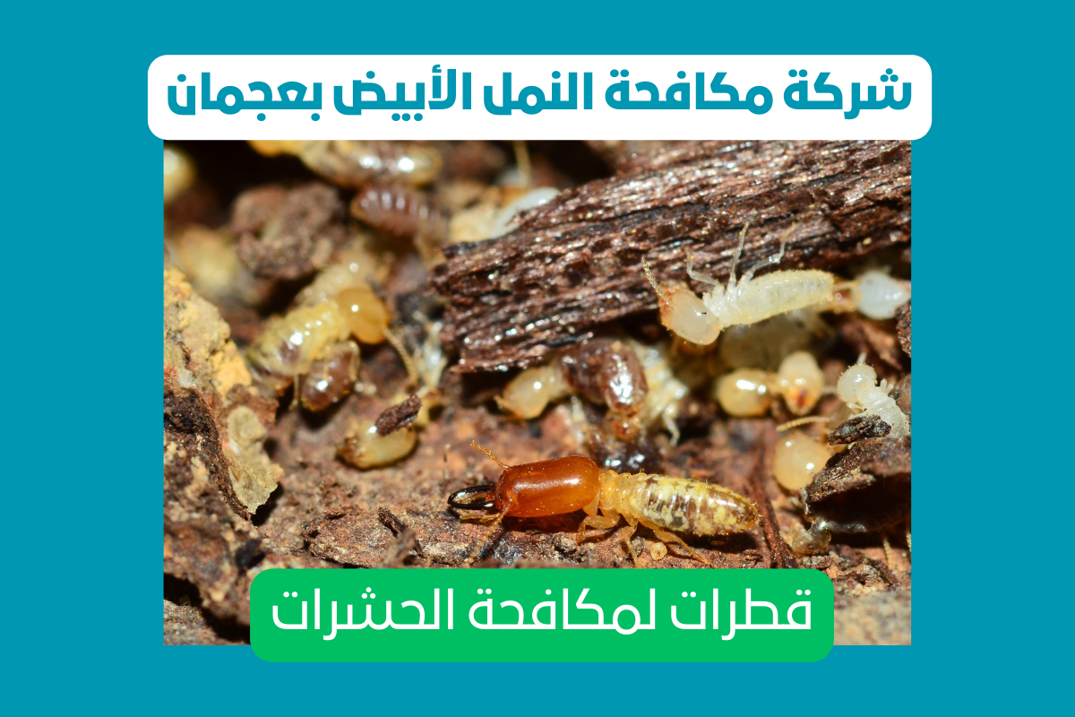 شركة مكافحة حشرات في عجمان2